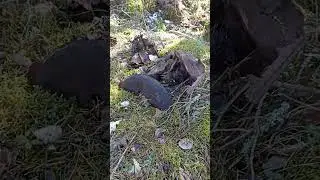 Немецкие Позиции 1944 года У Болото - (Ложнево - Клишево).