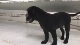 A funny cute dog with human-like expressions