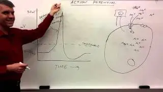 action potential for beginners