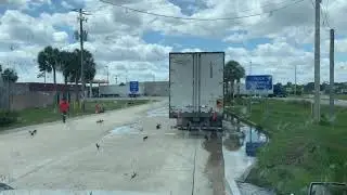 Lovebugs cover semi truck’s windshield in Florida