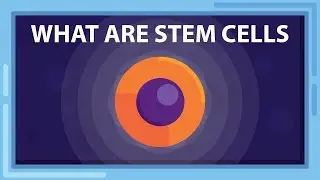 What are STEM CELLS? And What Can they Do?