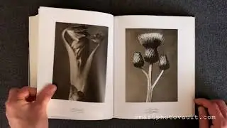 KARL BLOSSFELDT 1865 -1932  [Still Life Photography Inspiration]