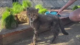 Baby cheetah cub is new face of conservation efforts for Wild Wonders