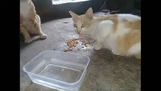 keluarga kecil kucing putih orange