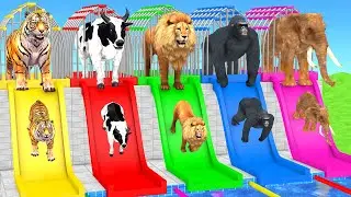 Cow Elephant Tiger Lion Gorilla 3d Animal Long Slide Paint Animals Cage Game ESCAPE ROOM CHALLENGE