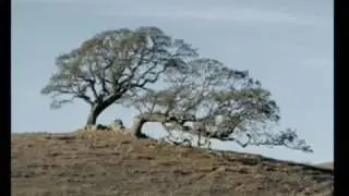 Караоке В.Цой  Стук