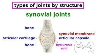 Joints: Structure and Types of Motion