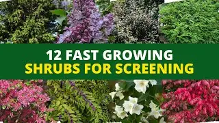 Privacy Hedges: 12 Fast Growing Shrubs for Screening 🌿🌲