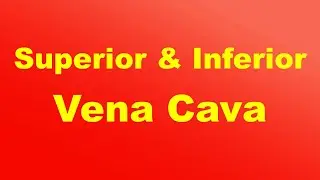 Superior and Inferior Vena Cava  I Blood Flow