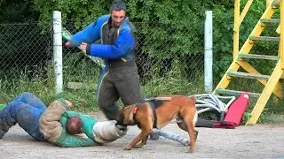 Dangerous profession - cynologist! Dog training. Security and protection. Bodyguard dogs. Odessa.