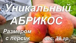 Уникальный АБРИКОС размером с персик