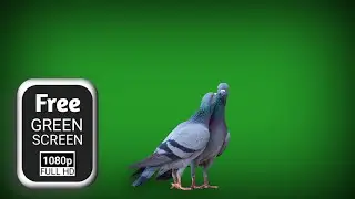 Pigeon green screen download | green screen pigeon flying chrome key | Dove green screen effect