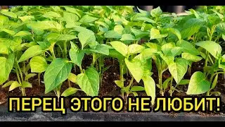 Главные ошибки при высадке перца в грунт!