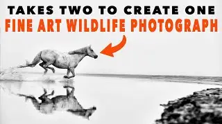 Why Fine Art Wildlife Photography Is Worth $100,000
