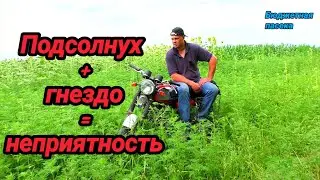 Можно ли зимовать на подсолнухе? Какая будет зимовка на подсолнухе?