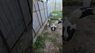 Завтрак у лапки #брестскийаист #аист #спасениептиц #брест