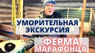 Дом марафонца: куры едят вегетарианскую микрозелень и мясо, свиньи истерично жрут протеины для кочек