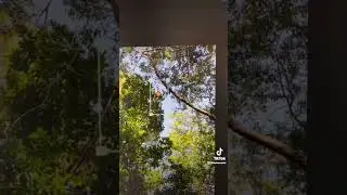 Remove an object from a video using After Effects. Video was taken in the amazon jungle in Peru 🐒