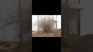 Вышли с Бэсстой на улицу а там дождь льёт как из ведра