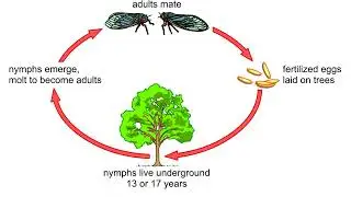 Temporal isolation among cicadas Animation