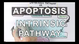 Mechanism of Apoptosis | Intrinsic Pathway