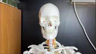 Axis Scientific Human Skeleton Model REVIEW