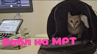 Кошка путешественница.