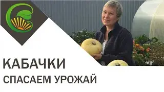 Кабачки - спасаем урожай