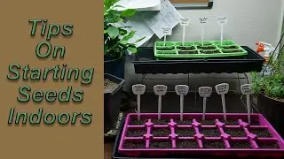 Tips On Starting Seeds Indoors Successfully