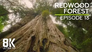 Relaxing Atmosphere of Redwoods | Birds Chirping & Wind Sound - 8K Echoes of the Ages - Episode 13