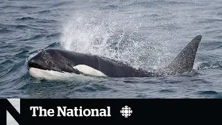 Prolific orca matriarch presumed dead