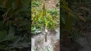 extreme durien pruning #shorts #viral