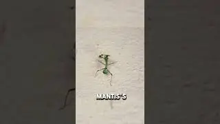 Mantis Hunting Ants #shorts