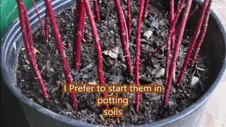 Grow ez to propagate plants easily      Redtwig Dogwoods