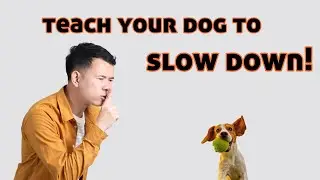 Teach Your Dog to Slow Down