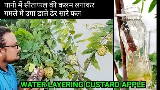 How To Grow Custard Apple In Pot By Water Layering and seed | Gamle Me Dher Sare Sitafal / Sharifa