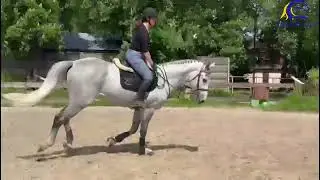 2017 Gelding by Cornet Obolensky  Schooling  Super jumper  FOR SALE