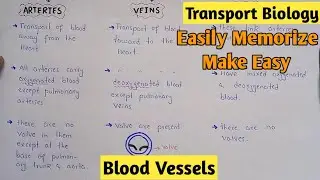 Blood Vessels - Arteries, Veins And Capillaries | Class 11 Biology