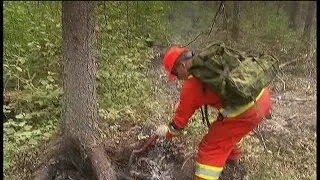 Climate change is warming Canadas boreal forest, bringing greater risk of fire and disease