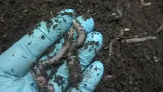 Товарник, который очень хочет стать маточником)))
