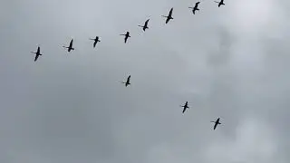 Лебеди летят! Супер красивое видео🦢🦢🦢🕊🕊🕊🕊