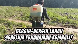 persiapan sebelum penanaman karet