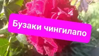 🌺Афсонаи 