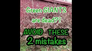 How to grow (or kill) green giant arborvitaes- 2 common mistakes to avoid, with examples of each!!