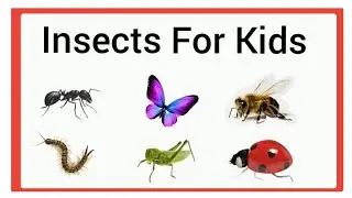 Insects for kids/Insects for preschool/toddlers/LKG/Ukg, kindergarten/nursery/ Insects questions