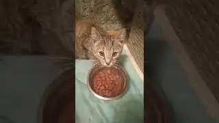Нашла маленькую кроху на дороге и привезла к нам в приют