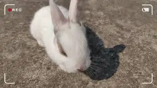 Rabbit kits playing video