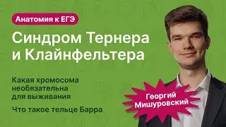 6.109. Синдром Тернера и Клайнфельтера | Анатомия к ЕГЭ | Георгий Мишуровский