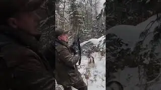 Bear hunt dangerous  #hunting #killshot