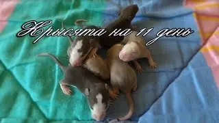 Крысята 11 день/Rats 11 days